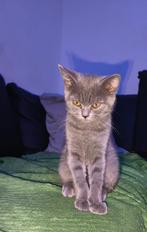 Britse kort haar kitten, Dieren en Toebehoren, Katten en Kittens | Raskatten | Korthaar, Poes, Met stamboom, 0 tot 2 jaar
