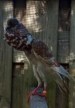 Brunner kropper koppel, Dieren en Toebehoren, Vogels | Duiven, Meerdere dieren, Kropper