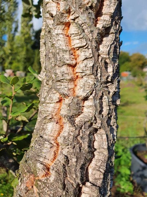 Quercus Suber / mediterrane kurkeik / halfstam/ wintergroen, Tuin en Terras, Planten | Bomen, Bolboom, 250 tot 400 cm, Volle zon
