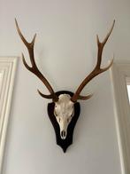 Sika Hert Gewei - Schotland, Ophalen, Gebruikt