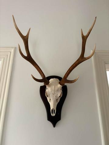 Sika Hert Gewei - Schotland beschikbaar voor biedingen