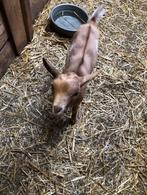 dwerggeit bokjes, Dieren en Toebehoren, Mannelijk, Geit, 0 tot 2 jaar