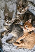 2 sociale knappe kittens, Poes, Ontwormd, 0 tot 2 jaar