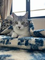 Moose zoekt een logeeradresje in Haarlem, Dieren en Toebehoren, Katten en Kittens | Overige Katten, Kater, Kortharig, 3 tot 5 jaar