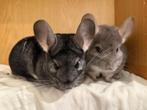 Dolinda en Gothic zoeken een huisje! Chinchilla's, Januari, Vrouwelijk, Chinchilla