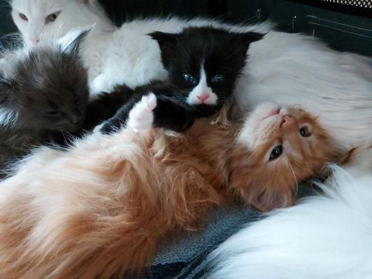 Maine coon kitten (m), Dieren en Toebehoren, Katten en Kittens | Raskatten | Langhaar, Kater, 0 tot 2 jaar, Ontwormd