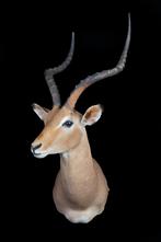Impala, Ophalen of Verzenden, Nieuw, Wild dier, Opgezet dier