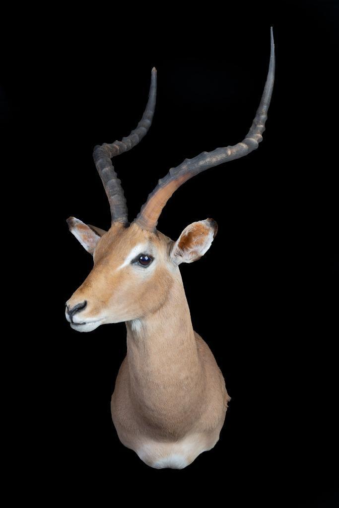 Impala, Verzamelen, Dierenverzamelingen, Nieuw, Opgezet dier, Wild dier, Ophalen of Verzenden