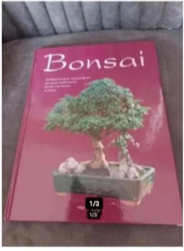 Bonsai Martina Hop beschikbaar voor biedingen