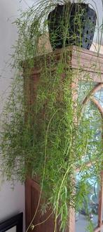 Hangplant asparagus sprengeri in pot, Ophalen, Overige soorten, Halfschaduw, In pot