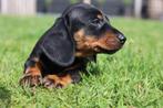 Black and tan dwerg teckel pup uit geteste ouders, Dieren en Toebehoren, Honden | Teckels en Dashonden, Meerdere, 8 tot 15 weken