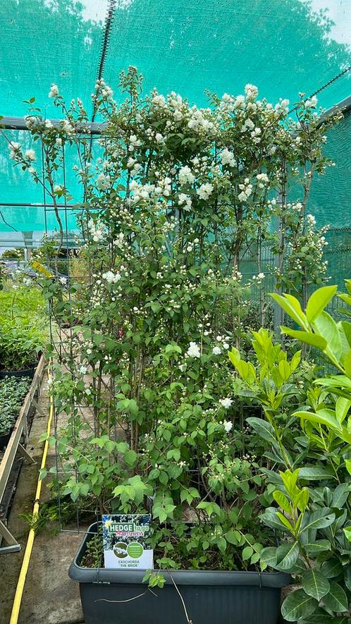 Kant en klaar hekwerk vol bloemen, druif, braam, vanaf €50, Tuin en Terras, Planten | Bomen, Overige soorten, Volle zon, Zomer