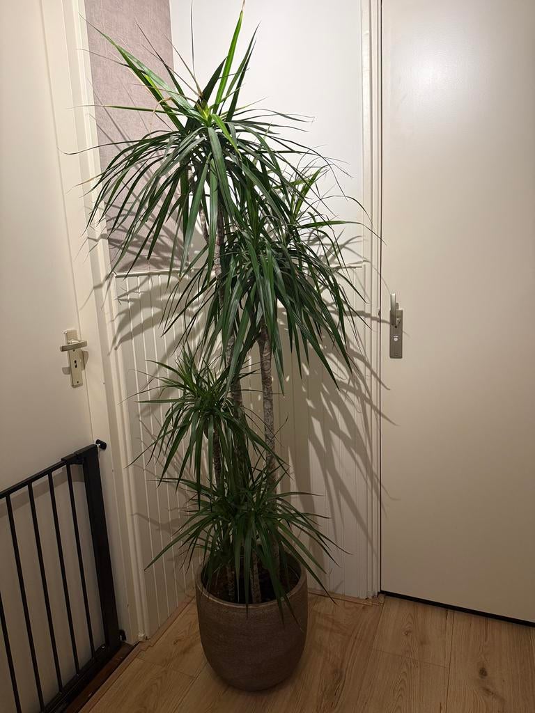 Mooie Dracaena marginata (draken plant) incl. Pot, Ophalen, Halfschaduw, 150 tot 200 cm
