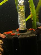 Neocardina rode garnalen / vuurgarnalen, Dieren en Toebehoren, Vissen | Aquariumvissen, Kreeft, Krab of Garnaal