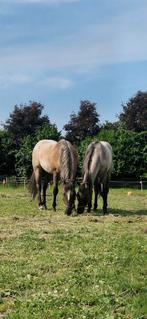 Twee American Paint Horse Ruinen, Dieren en Toebehoren, Paarden, Hengst, Minder dan 160 cm, Westernpaard, 0 tot 2 jaar
