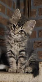 lieve siberische kittens met stamboom, Dieren en Toebehoren, Katten en Kittens | Raskatten | Langhaar, Meerdere dieren, Gechipt