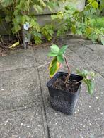 Kamperfoelie stekje, Tuin en Terras, Vaste plant, Halfschaduw, Zomer, Ophalen