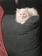 Lieve brits langhaar mannetjes, Dieren en Toebehoren, Katten en Kittens | Raskatten | Korthaar, Poes, Ontwormd, 0 tot 2 jaar