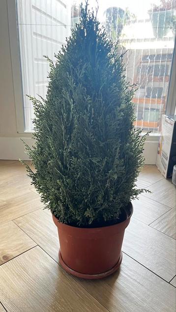 Kunst thuja in pot beschikbaar voor biedingen