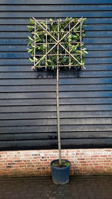 Prunus novita Leilaurier 🌳 groenblijvend 🌳 beschikbaar voor biedingen