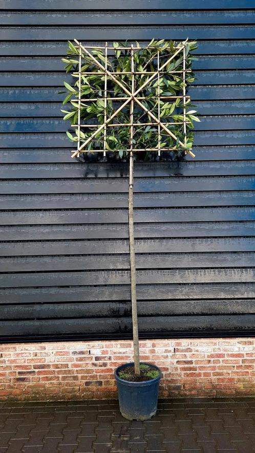 Prunus novita Leilaurier 🌳 groenblijvend 🌳, Tuin en Terras, Planten | Bomen, Ophalen