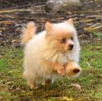 2 nog 1reutje leverkleurig bijzondere kleine pommetjes, Dieren en Toebehoren, Honden | Chihuahua's en Gezelschapshonden, Nederland