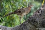 Gezocht: Lady amherst fazant hen, Dieren en Toebehoren, Vrouwelijk, Overige soorten