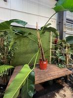 Philodendron Davidsonii, Ophalen, Overige soorten, Halfschaduw, In pot