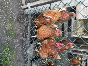 Kippen 8 stuks beschikbaar voor biedingen