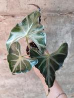 Alocasia Loco knolletje, Huis en Inrichting, Ophalen, Overige soorten, Halfschaduw, In pot