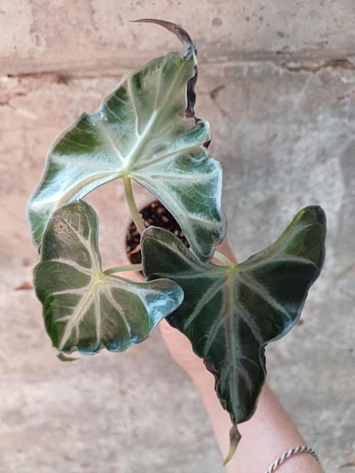 Alocasia Loco knolletje, Huis en Inrichting, Kamerplanten, Overige soorten, Minder dan 100 cm, Groene kamerplant, Halfschaduw