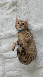 Bengaalse kittens met stamboom zonder fokverbod, Dieren en Toebehoren, Katten en Kittens | Raskatten | Korthaar, Gechipt, Kater