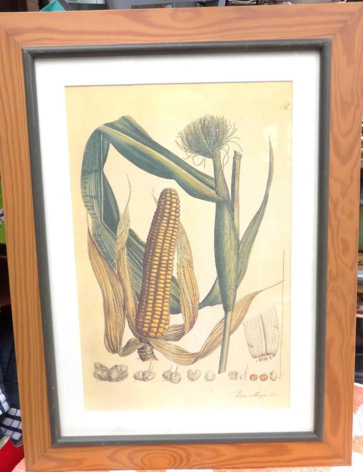 oude prent maiskolf/ oude prent in lijst/ oude tekening mais, Verzamelen, Foto's en Prenten, Zo goed als nieuw, Prent, Natuur