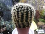 Cactus  Echino, Ophalen, Halfschaduw, Minder dan 100 cm, Groene kamerplant