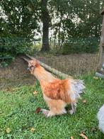 Gratis USA zijdehoen haan, Dieren en Toebehoren, Pluimvee, Mannelijk, Kip