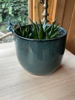 Planten in Toffe Blauwe Pot, Ophalen, Halfschaduw, Minder dan 100 cm