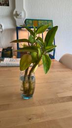 Peperomia Liadensis/Velvetree stekken, Ophalen of Verzenden, Overige soorten, Minder dan 100 cm