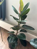 Ficus Elastica (medium), Huis en Inrichting, Ophalen, Ficus, Minder dan 100 cm