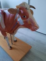 Vintage anatomisch model koe Somsoplast anatomie, Ophalen