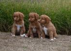 Nova Scotia Duck Tolling Retriever pups met stamboom #Toller, Overige rassen, CDV (hondenziekte), 8 tot 15 weken, Meerdere