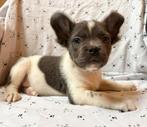 Franse bulldog pup reutje uit geteste ouders, Reu, 8 tot 15 weken, Parvo, Bulldog