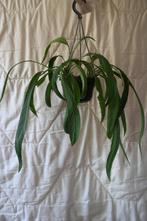Anthurium Vittarifolium, Huis en Inrichting, Kamerplanten, Ophalen of Verzenden, Overige soorten, Minder dan 100 cm
