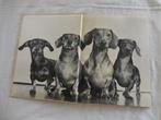 Dogs, een fotoboek by Yilla (1949), Ophalen, Gebruikt, Fotoalbum