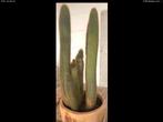 Cactus, Huis en Inrichting, Kamerplanten, Cactus, Ophalen