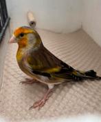 Hele mooie Bastaard vogels Major Putter x Kanarie, Dieren en Toebehoren, Mannelijk, Wildzangvogel, Geringd