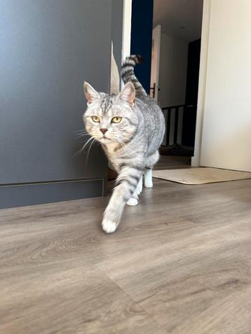 Nieuw thuis gezocht voor poes 7 jaar  beschikbaar voor biedingen