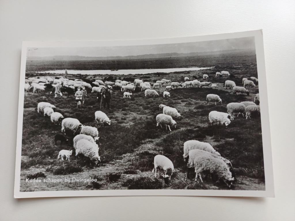 Foto ansichtkaart, Kudde schapen bij Dwingeloo., Ophalen of Verzenden, 1960 tot 1980, Ongelopen, Drenthe