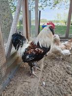 Franse faverolles haan, Dieren en Toebehoren, Pluimvee, Mannelijk, Kip