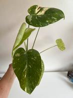 Monstera Thai Constellation Jonge Plant, Ophalen of Verzenden