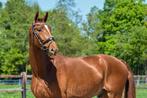 3-jarige ruin, For Romance x Amsterdam, Dieren en Toebehoren, Paarden, 175 cm of meer, Ruin, Dressuurpaard, 3 tot 6 jaar